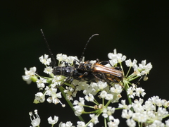 Stenopterus ater