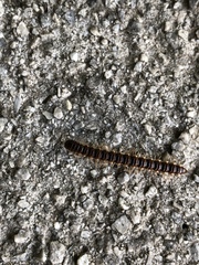 Oxidus gracilis