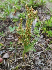 Botrychium pedunculosum