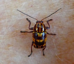 Cryptocephalus castaneus