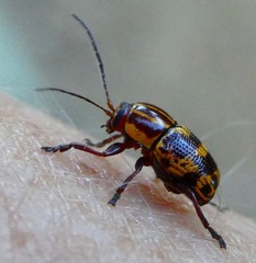 Cryptocephalus castaneus