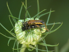 Stenopterus ater