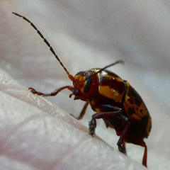 Cryptocephalus castaneus