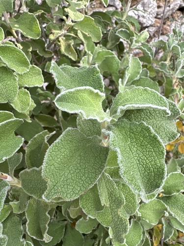 Cisto di Creta