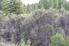 Cercocarpus ledifolius