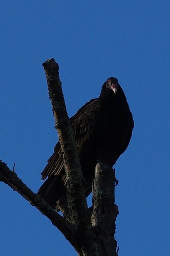 Turkey Vulture photographed in Pennsylvania
