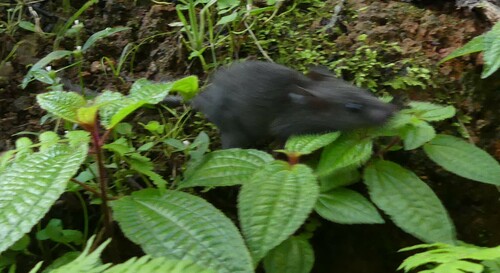 Montemys delectorum