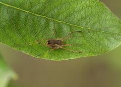 Lacinius ephippiatus