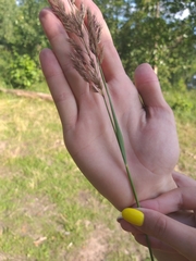 Calamagrostis epigejos