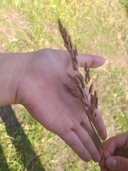 Calamagrostis epigejos
