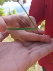 Calamagrostis epigejos