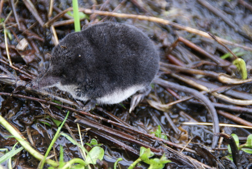 Eurasian Water Shrew