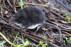 Eurasian Water Shrew photo 5