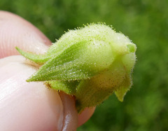 Silphium integrifolium deamii
