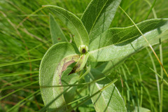 Silphium integrifolium deamii