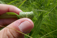 Silphium integrifolium deamii