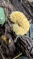 Hypomyces tremellicola