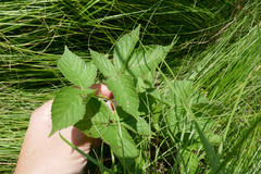Rubus missouricus