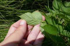 Rubus missouricus