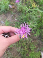 Centaurea stoebe