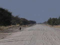 Connochaetes taurinus