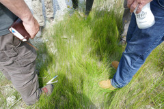 Sporobolus vaginiflorus