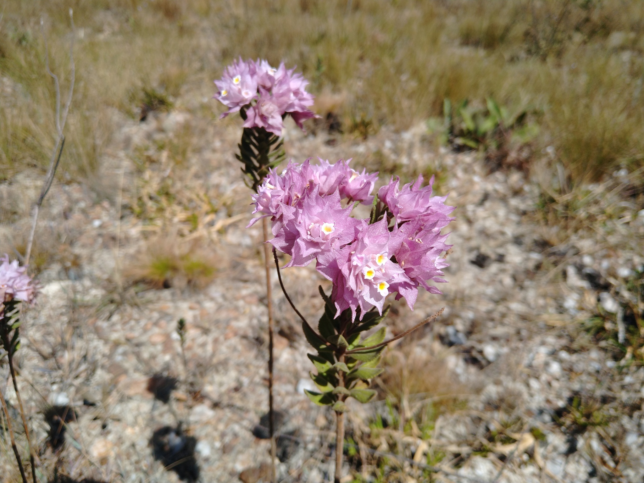 Lippia florida