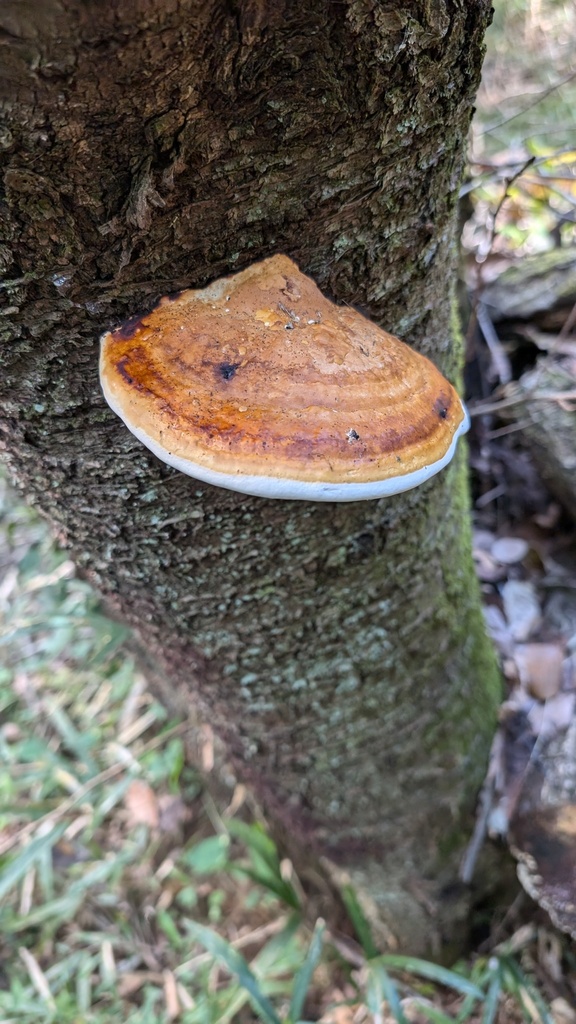 Fomitopsis pinicola · November 2024 · photo: © atsushi_nakajima_cirque (iNaturalist, cc-by)