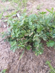 Potentilla