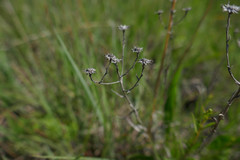 Solidago ptarmicoides