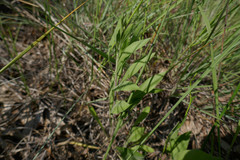Solidago nemoralis decemflora