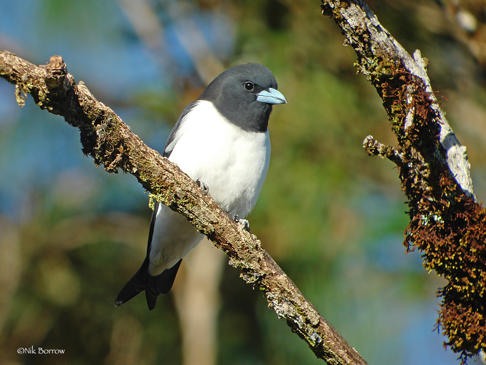 Great Woodswallow