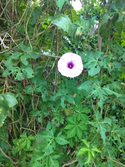 Ipomoea cairica