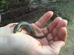 Cyclodomorphus venustus