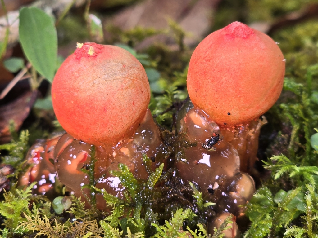 Calostoma cinnabarinum · November 2024 · photo: © alan_rockefeller (iNaturalist, cc-by-sa)