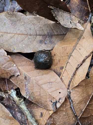 Image of Quercus humboldtii by (c) Alan Rockefeller, some rights reserved (CC BY)