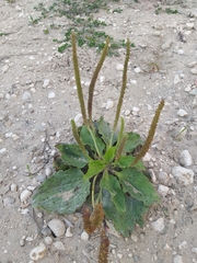Plantago major
