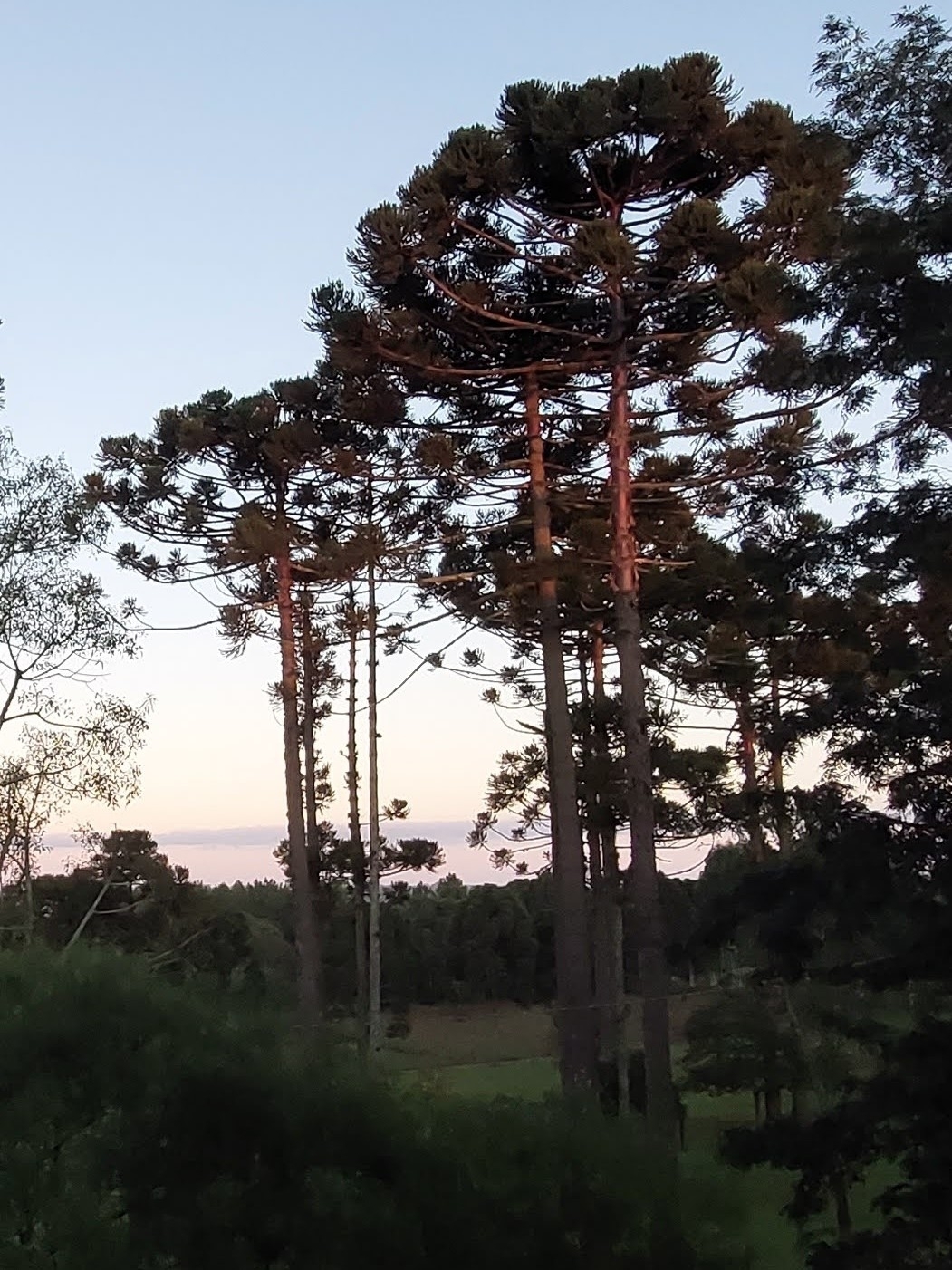 Araucaria angustifolia