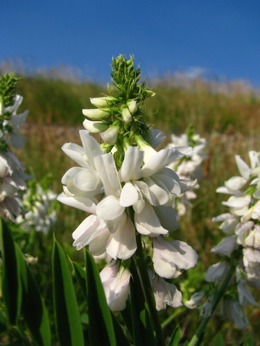 common milkpea