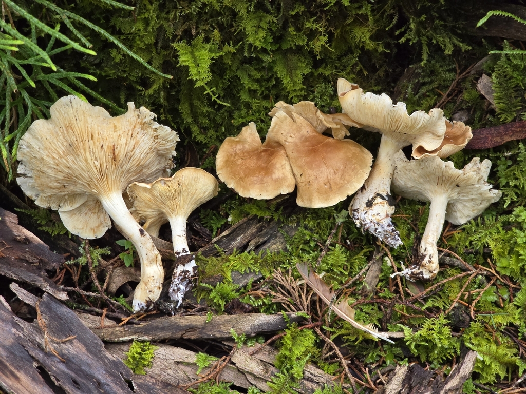 Leucopaxillus gentianeus · November 2024 · photo: © alan_rockefeller (iNaturalist, cc-by-sa)