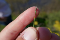Eleocharis elliptica