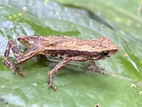 Dendrophryniscus haddadi