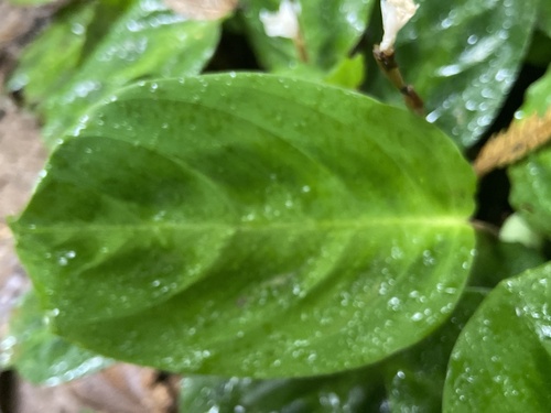 Image of Maranta leuconeura by (c) Simon Colenutt, some rights reserved (CC BY)
