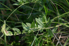 Lithospermum canescens