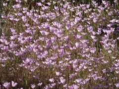 Clarkia dudleyana