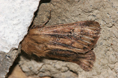 Mythimna anderreggii