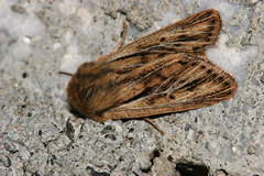 Mythimna anderreggii