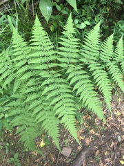Macrothelypteris