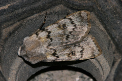 Agrotis simplonia