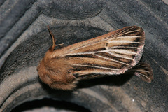 Mythimna anderreggii